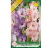 Gladiolus - Duo Lilac & Pink