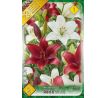 Lilium - Duo asiatic Duo Red & White/2 ks