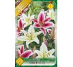 Lilium - Duo oriental Pink & White/2 ks