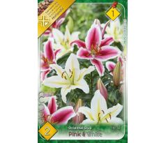Lilium - Duo oriental Pink & White/2 ks