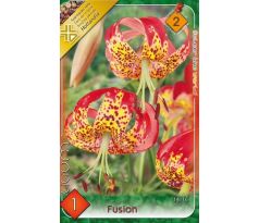 Lilium - Fusion/1 ks