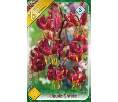 Lilium martagon - Claude Shride/1 ks