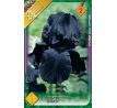 Iris - germanica Black