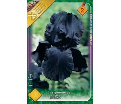 Iris - germanica Black