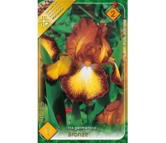 Iris - germanica Bronz