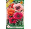 Papaver orientale mixed