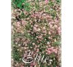 Gypsophila paniculata Pink