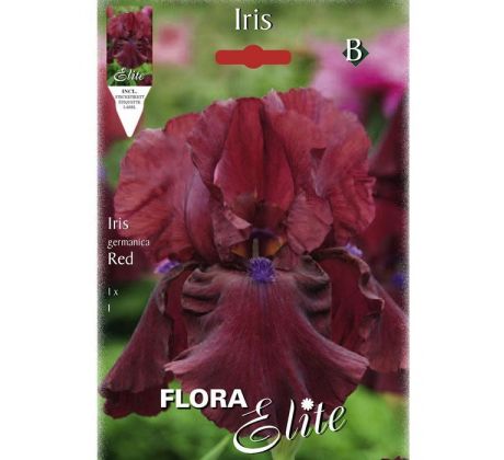 Iris - germanica Red