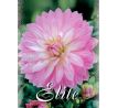 Dahlia - Christine