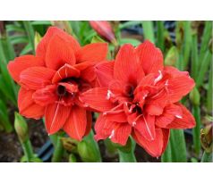 Amaryllis double - Red Peacock
