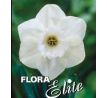 Narcissi - Stainless