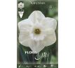 Narcissi - Stainless