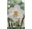 Narcissus poeticus - Actaea / 5ks v balení
