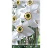 Narcissus poeticus var. Recurvus / 5ks v balení
