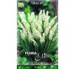 Muscari  botryoides 'Album' /10ks v balení