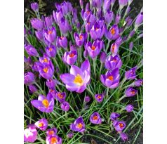Crocus -tomm Barr´s Purple