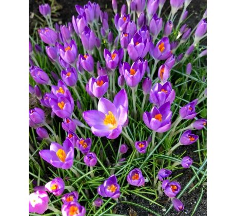 Crocus - tomm Barr´s Purple