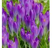 Crocus - tomm Barr´s Purple
