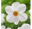 Narcissus poeticus Actaea/ 1ks