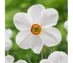 Narcissus poeticus Actaea/ 1ks
