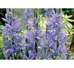 Camassia quamash/ 1ks