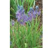 Camassia quamash/ 1ks