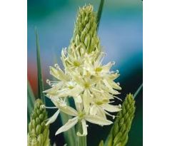 Camassia leichtlinii  Alba / 3ks