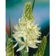Camassia leichtlinii  Alba / 3ks