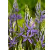 Camassia leichtlinii  caerulea/ 3ks
