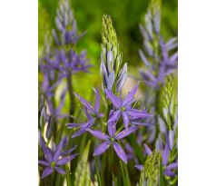Camassia leichtlinii  caerulea/ 3ks
