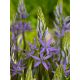 Camassia leichtlinii  caerulea/ 3ks