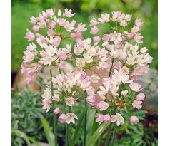 Allium roseum Grandiflorum/ 1ks