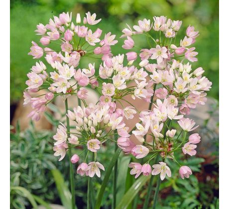 Allium roseum Grandiflorum/ 1ks