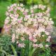Allium roseum Grandiflorum/ 1ks
