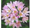 Allium roseum Grandiflorum/ 1ks