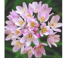 Allium roseum Grandiflorum/ 1ks