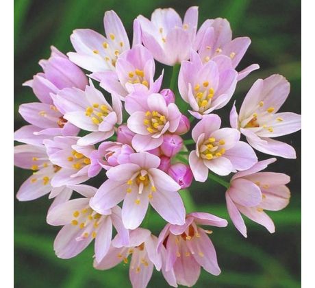 Allium roseum Grandiflorum/ 1ks