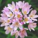 Allium roseum Grandiflorum/ 1ks