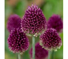 Allium sphaerocephalon / 1 ks