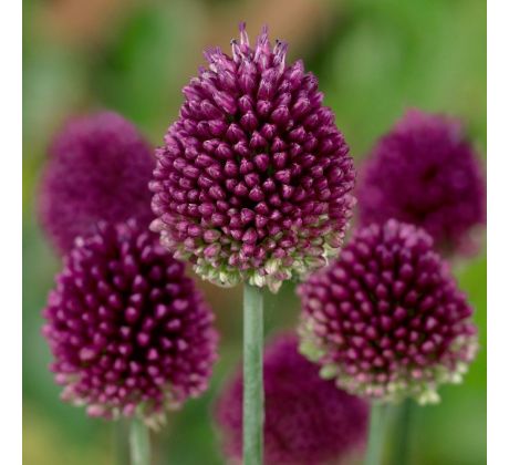 Allium sphaerocephalon / 1 ks
