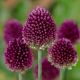 Allium sphaerocephalon / 1 ks