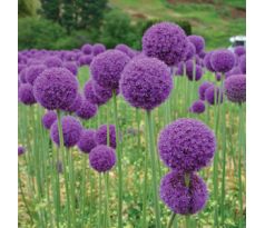 Allium giganteum