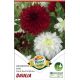 Dahlia - Duo Dark RED & White