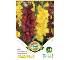 Gladiolus - Duo Chocolate & Lemon Drops
