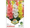 Gladiolus - Trio Bright Light