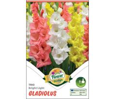Gladiolus - Trio Bright Light