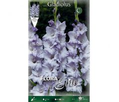 Gladiolus - Triton