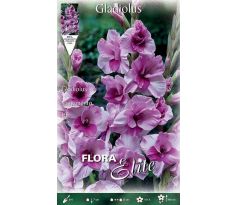 Gladiolus - Sacramento