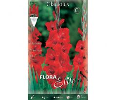 Gladiolus - Mascagni