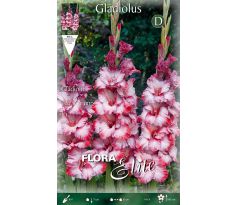 Gladiolus - Ted´s Trump